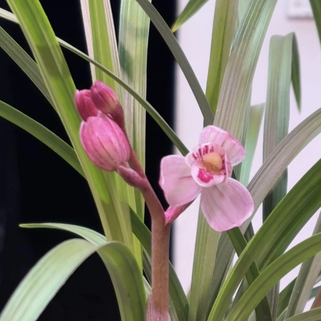 《兰魂谷》直播付款专用