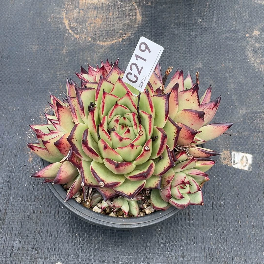 若如东云单拍C219