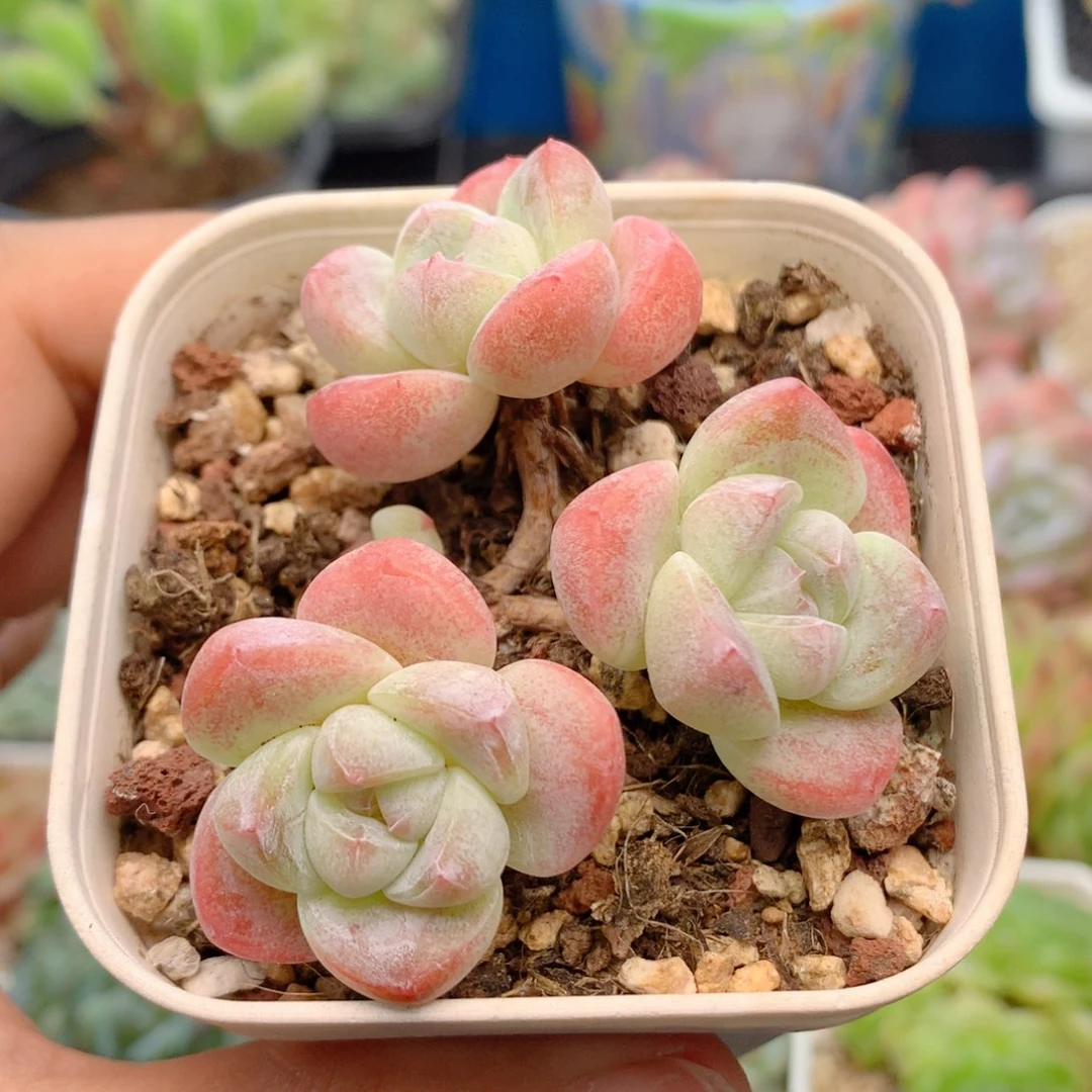 58包邮 群生不包整47