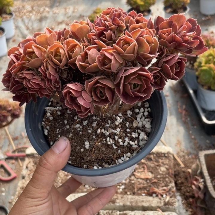 林****9玫瑰朵朵缀化