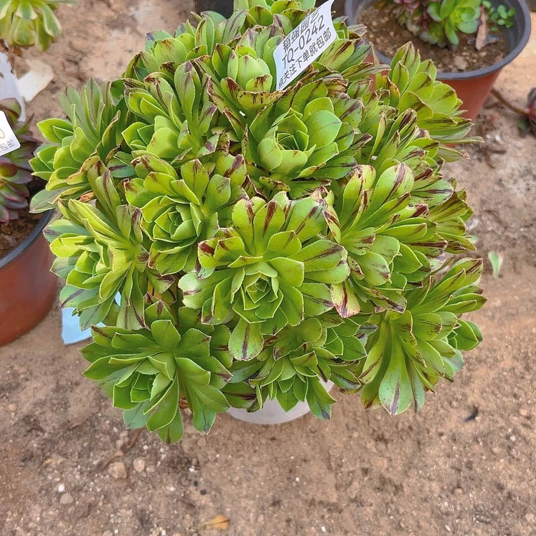 必火多肉植物242