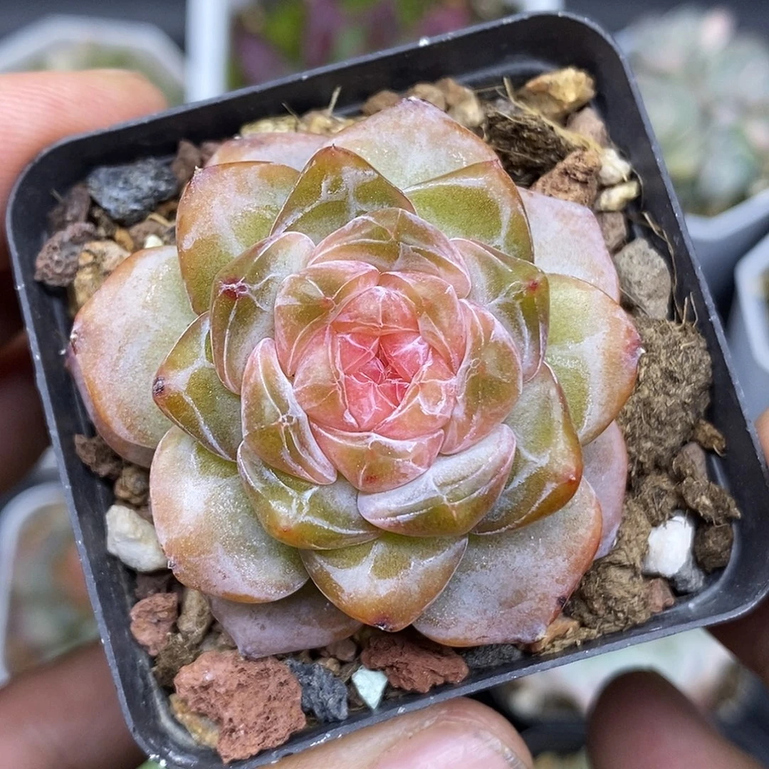 糖心30包邮非偏远