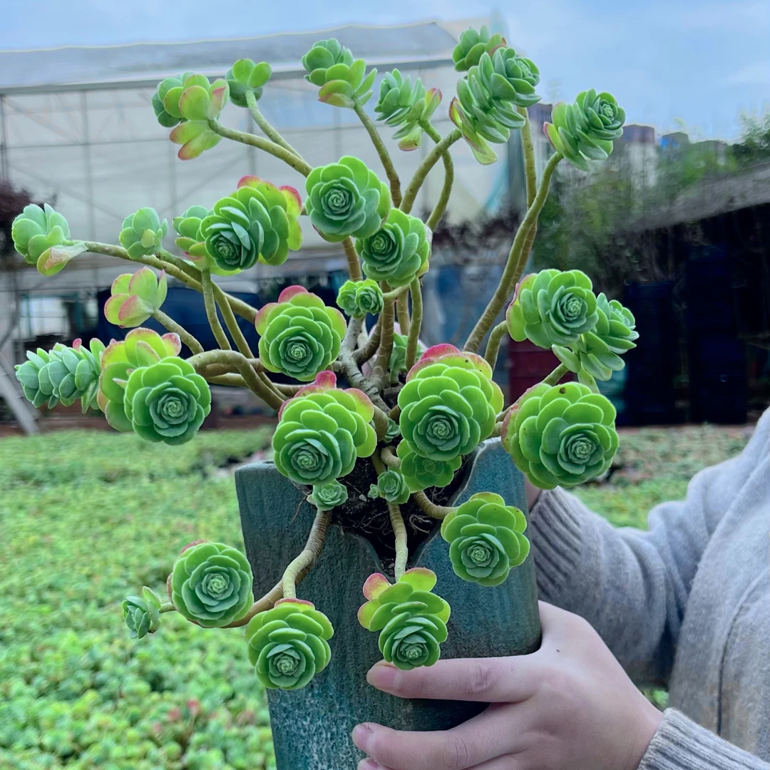 花青谷精品多肉   圆叶薄化妆