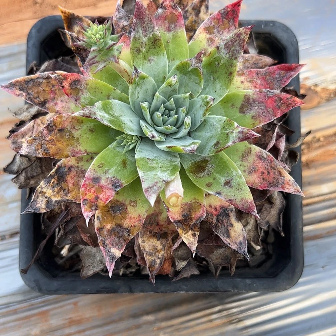 4820绿雪山仙女杯