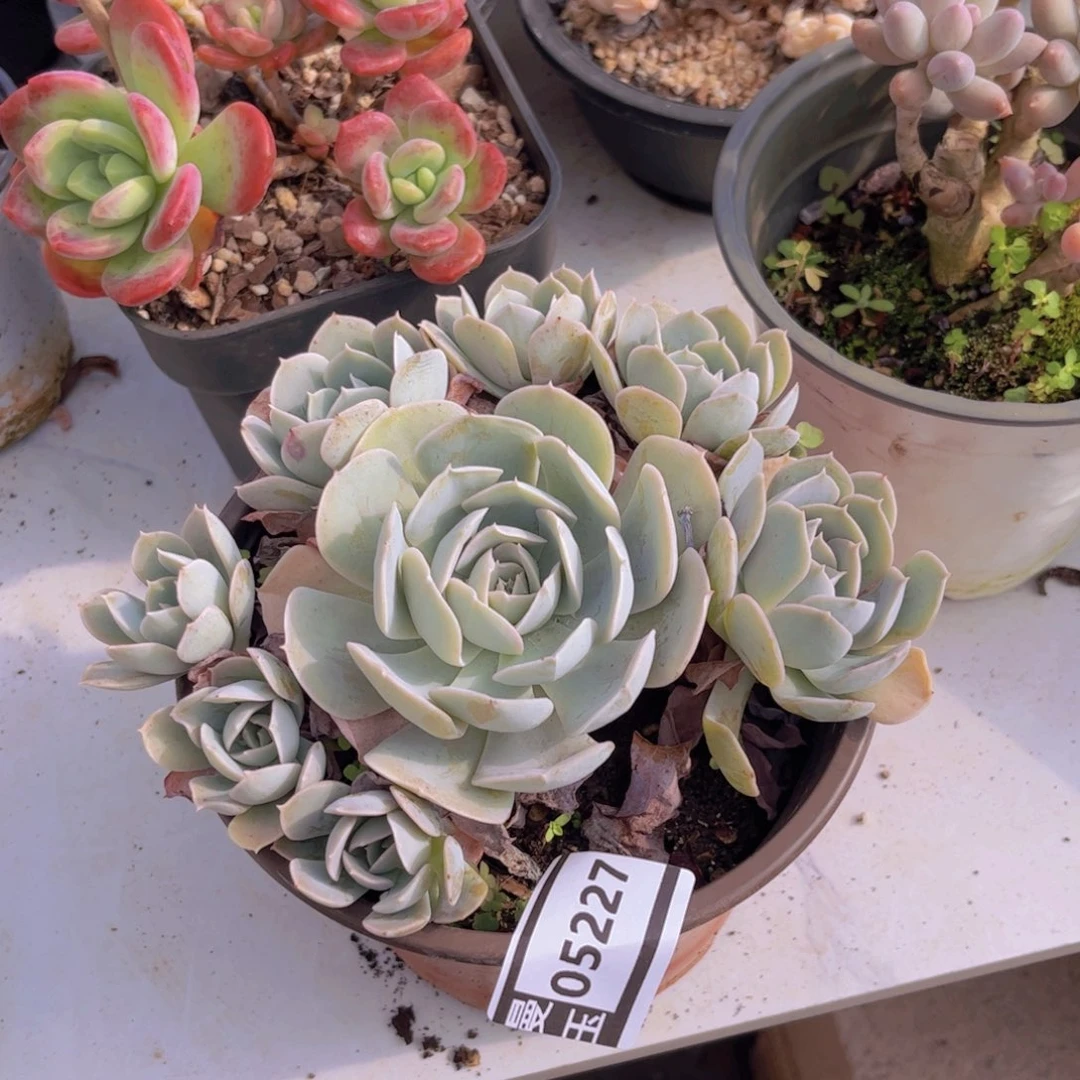 鲁氏多肉植物05227