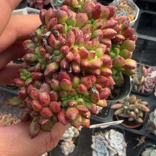 300红唇缀多肉植物多