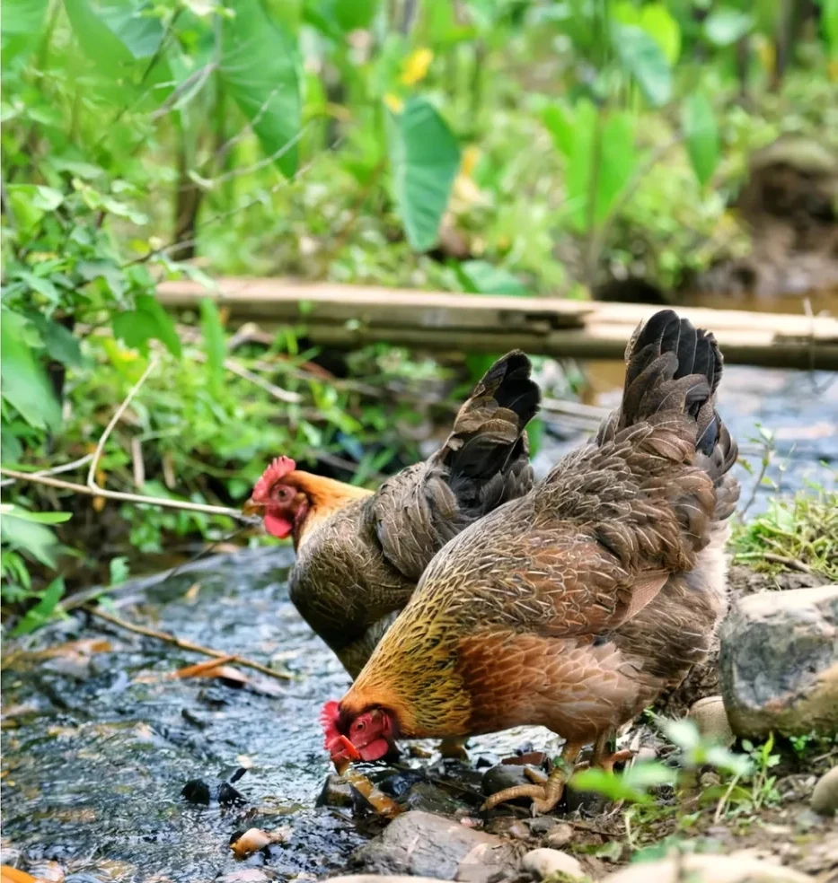 五谷杂粮散养200天清远麻鸡项（生鲜冷链）活鸡散养鸡农家散养土鸡