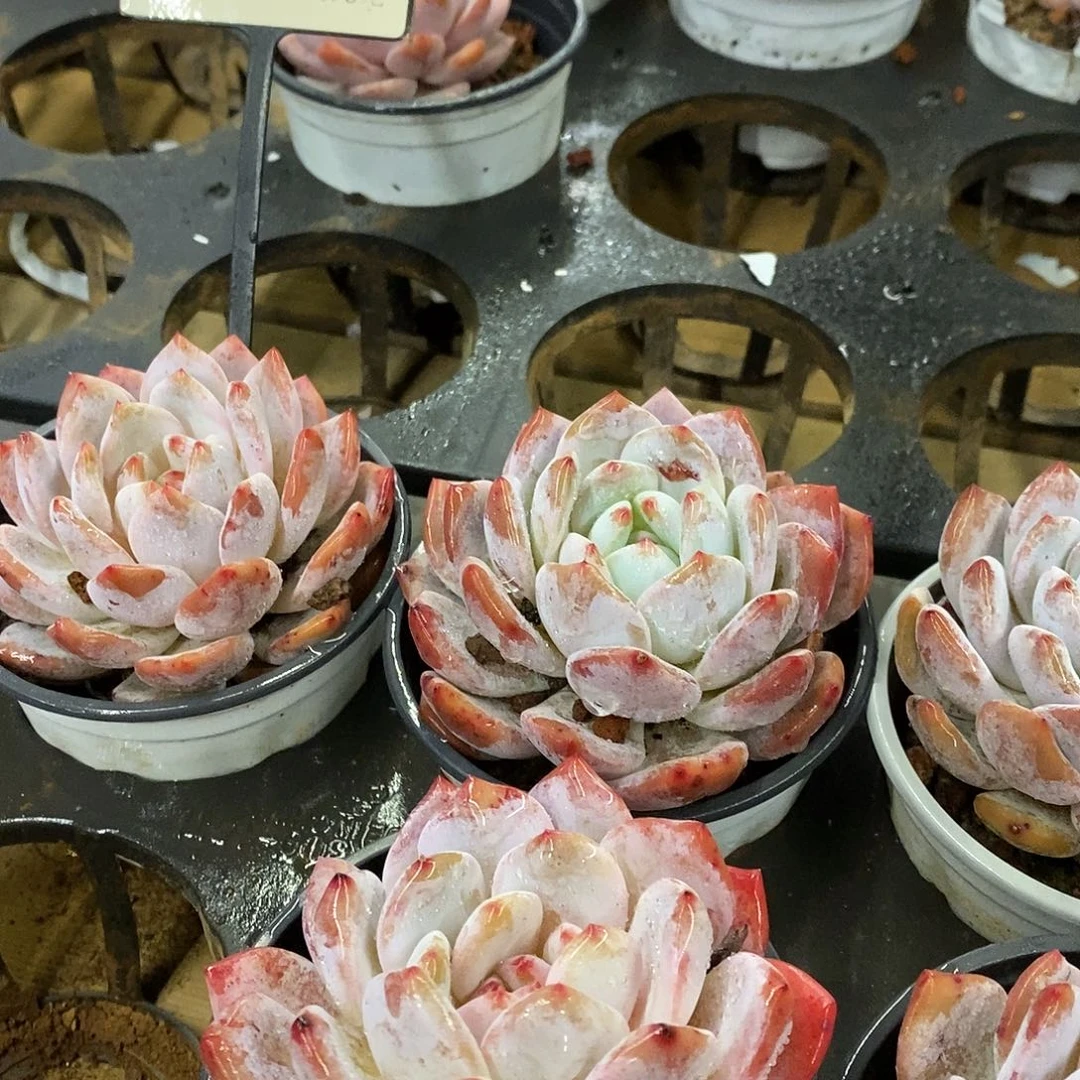 83雪天使单头 福利多多