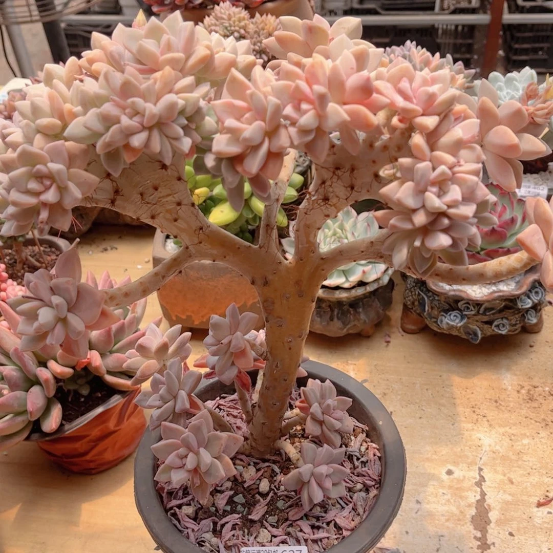 627淡雪缀德华多肉