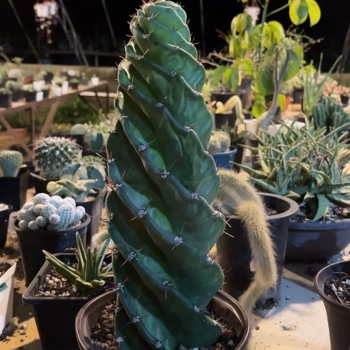无花朵龙卷风一物一拍