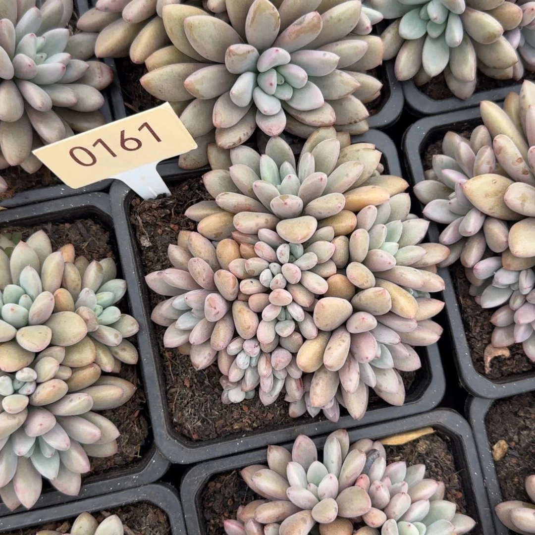 洛阳红      0161号