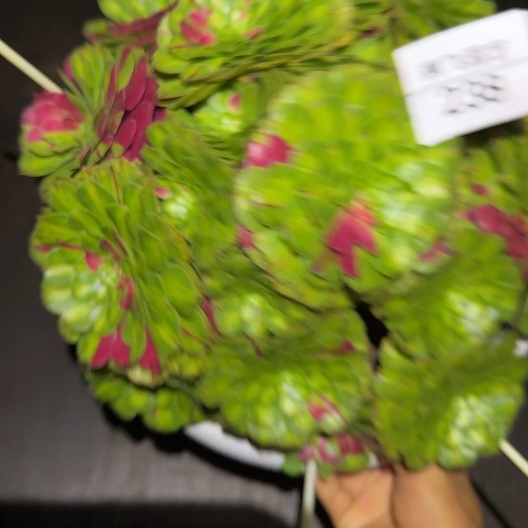 238多肉 知否福利法师