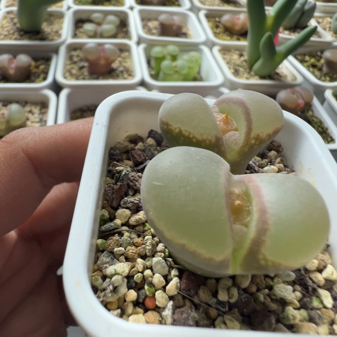 无花朵实生风铃玉26