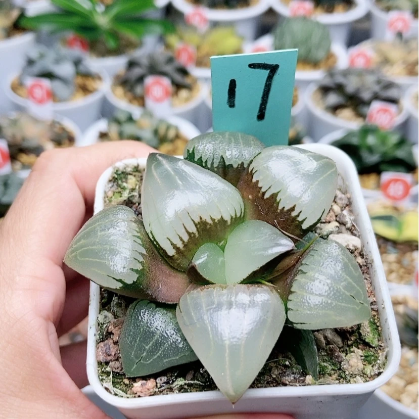 【闪购商品】17糯阿新版