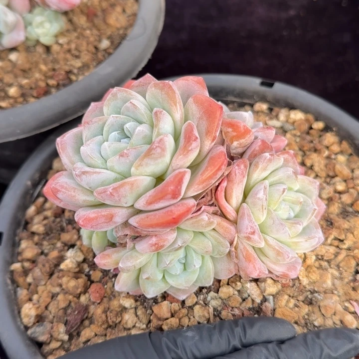 12厘米左右一物一拍的