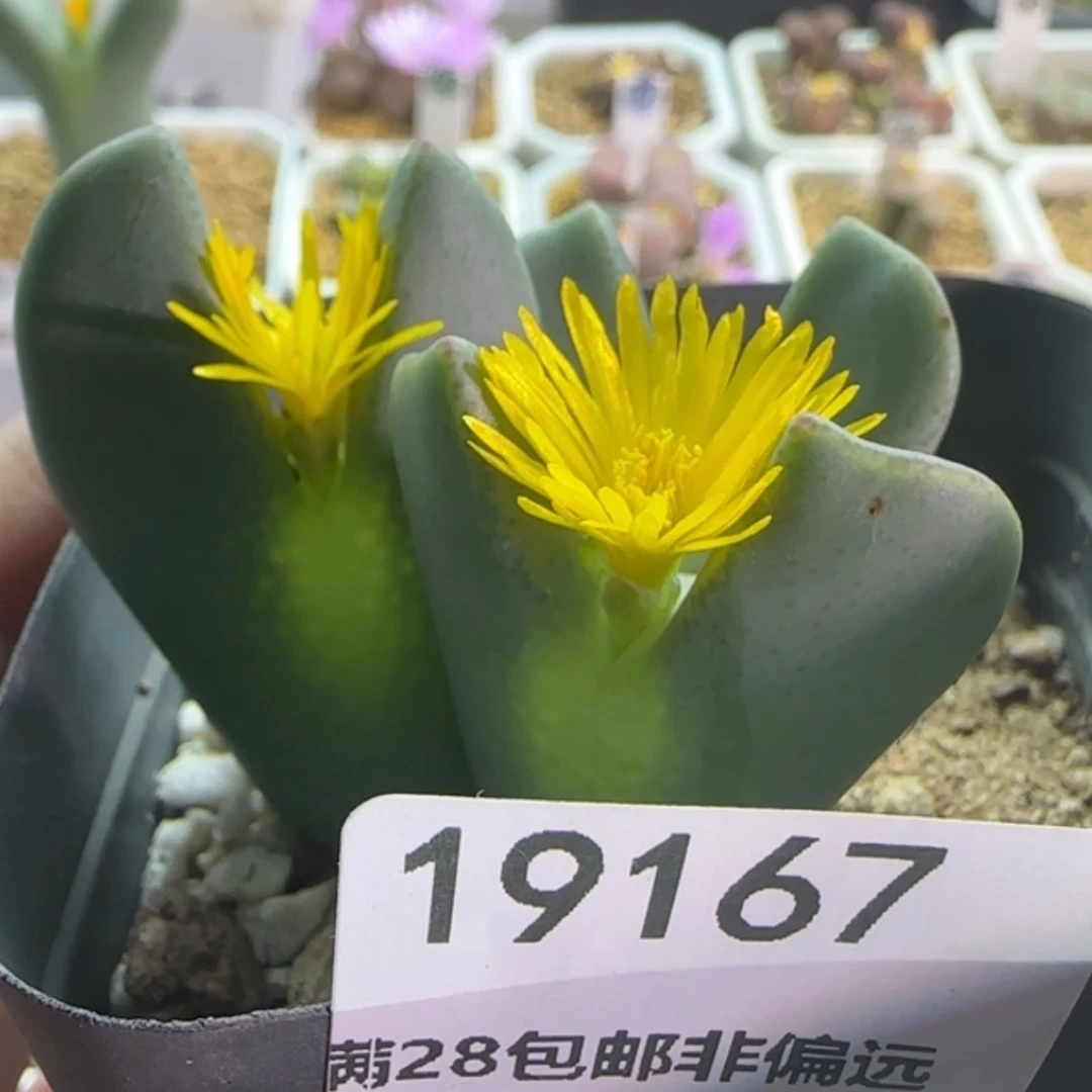 【闪购商品】寒**雨19167