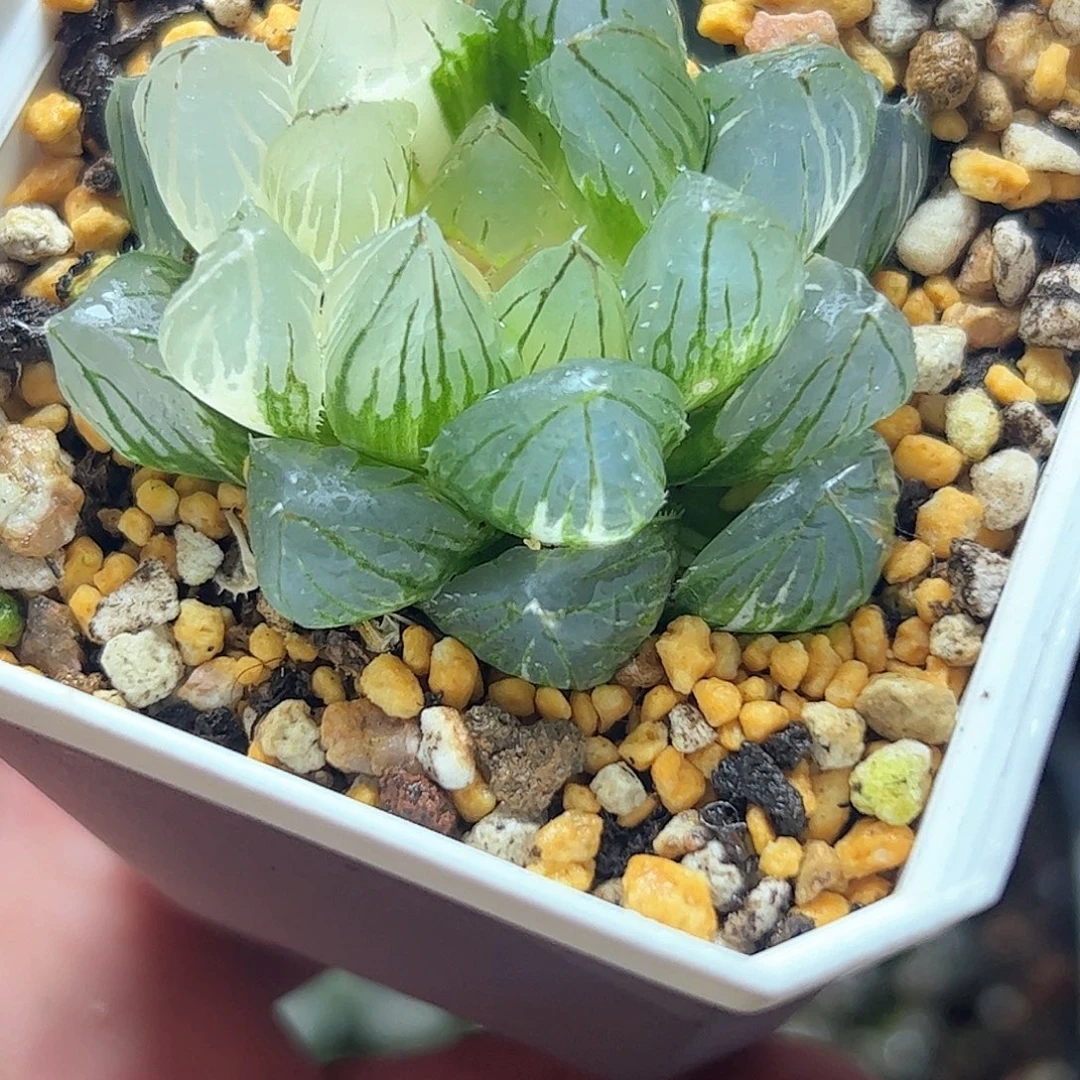 ****虎Om锦十二卷多肉十二卷