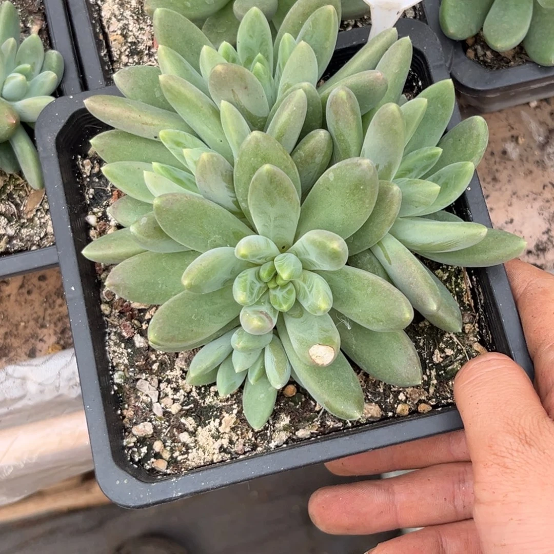 多肉植物橙色奇迹668