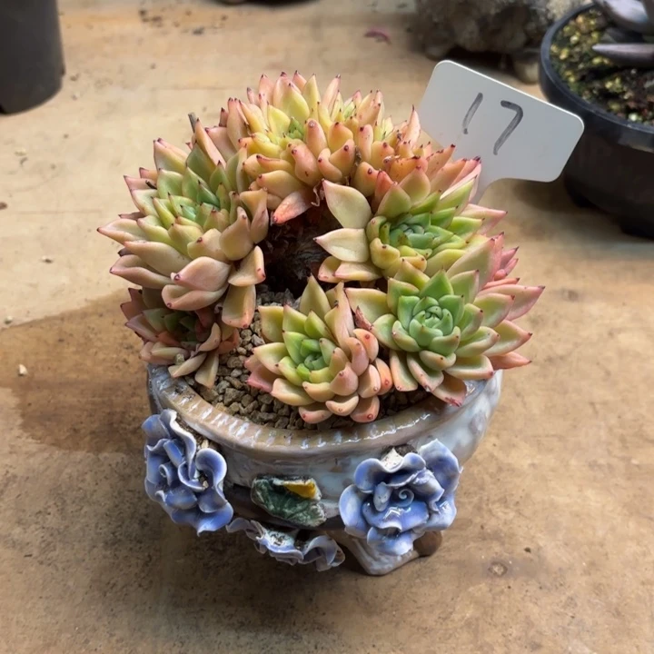 多肉植物，拉赫亚爪17号