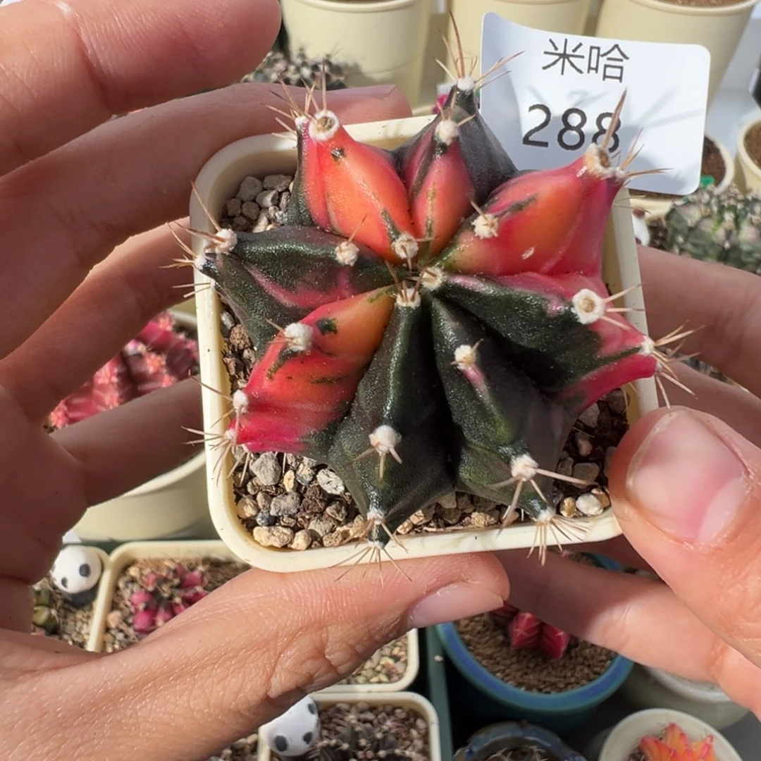 288 好看的米哈冲冲冲