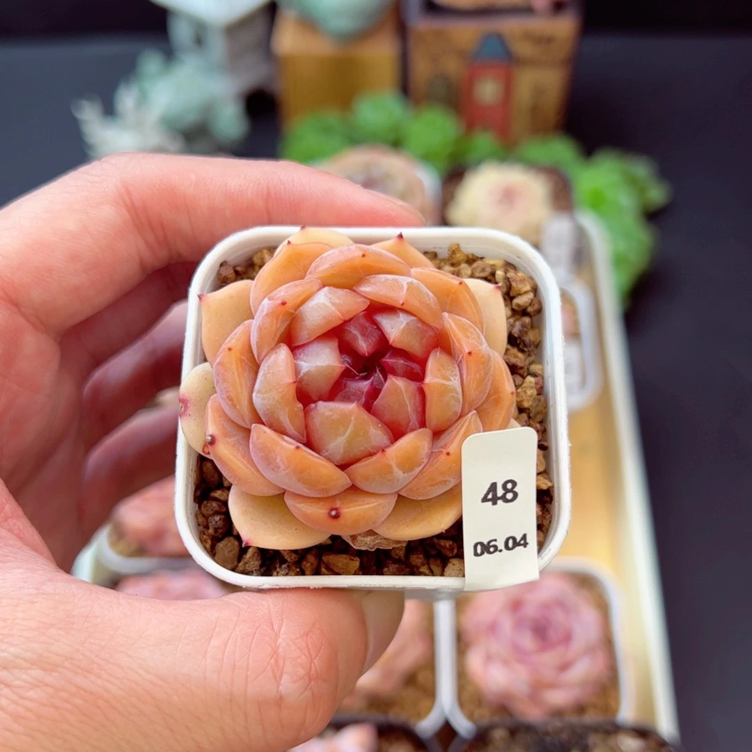 红恋48、哈哈哈哈