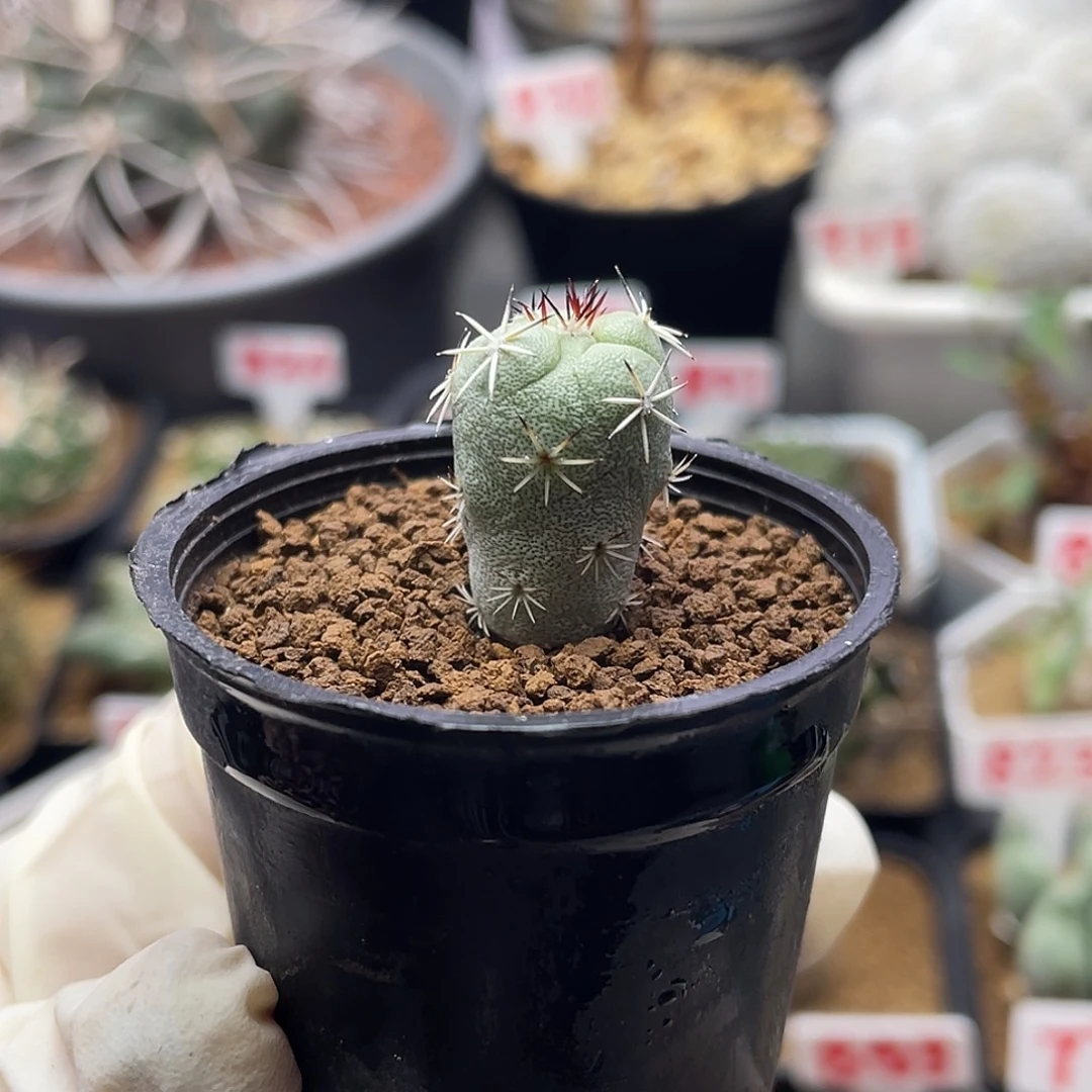 实生大玉帝王丸仙人球多肉