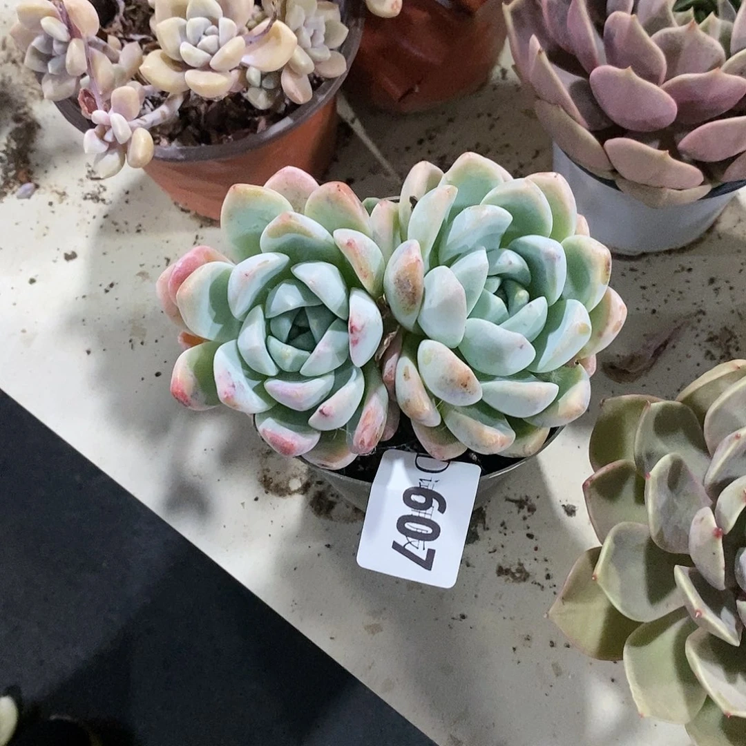 媚607冰玉多肉植物