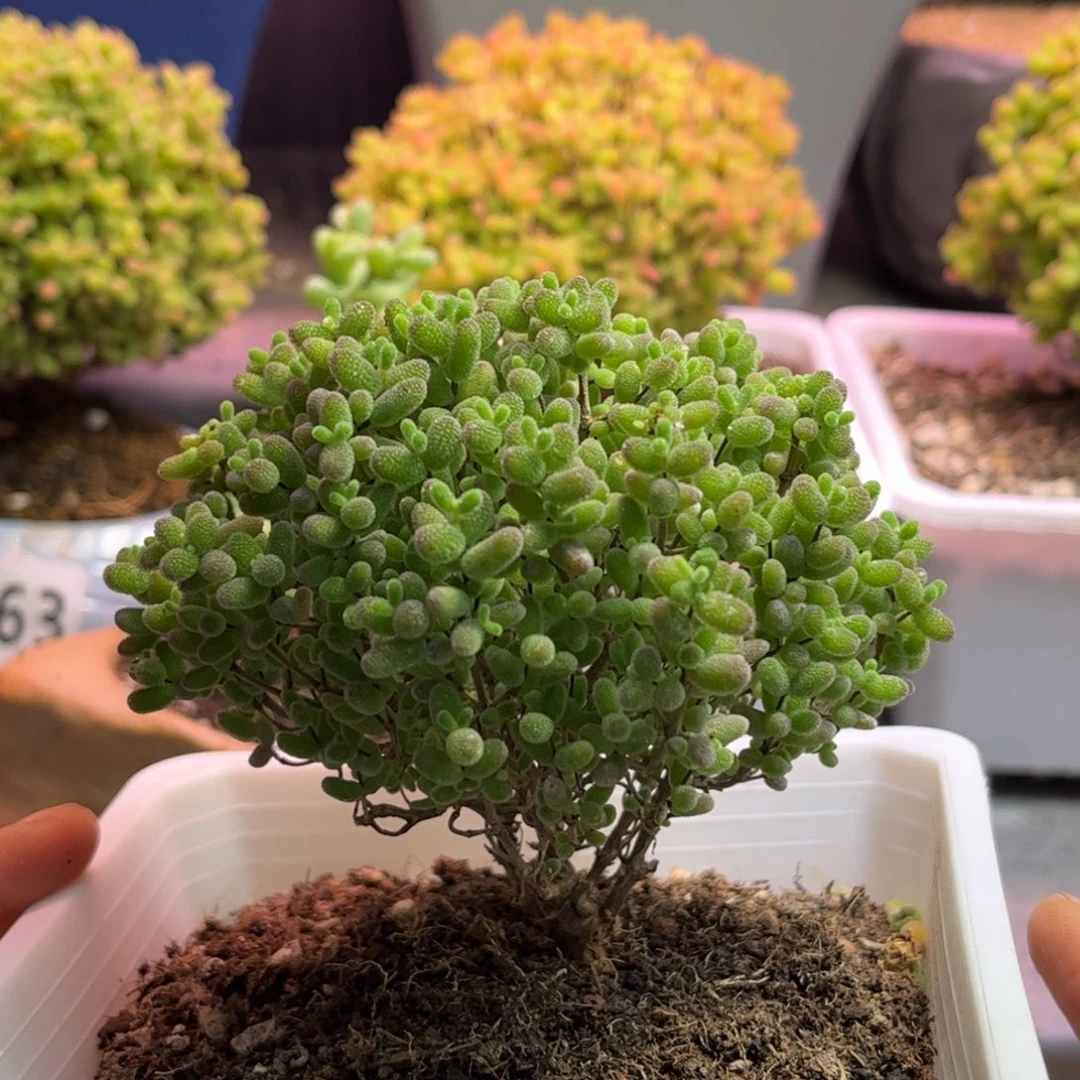 11蜜桔糖球优选枝干番杏