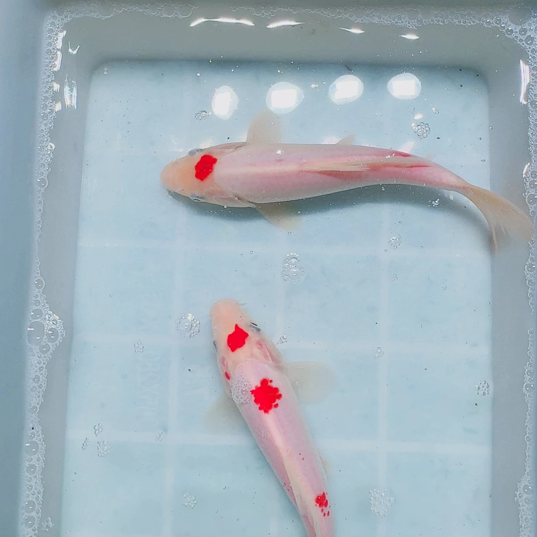 海水鱼血统锦鲤大放漏66