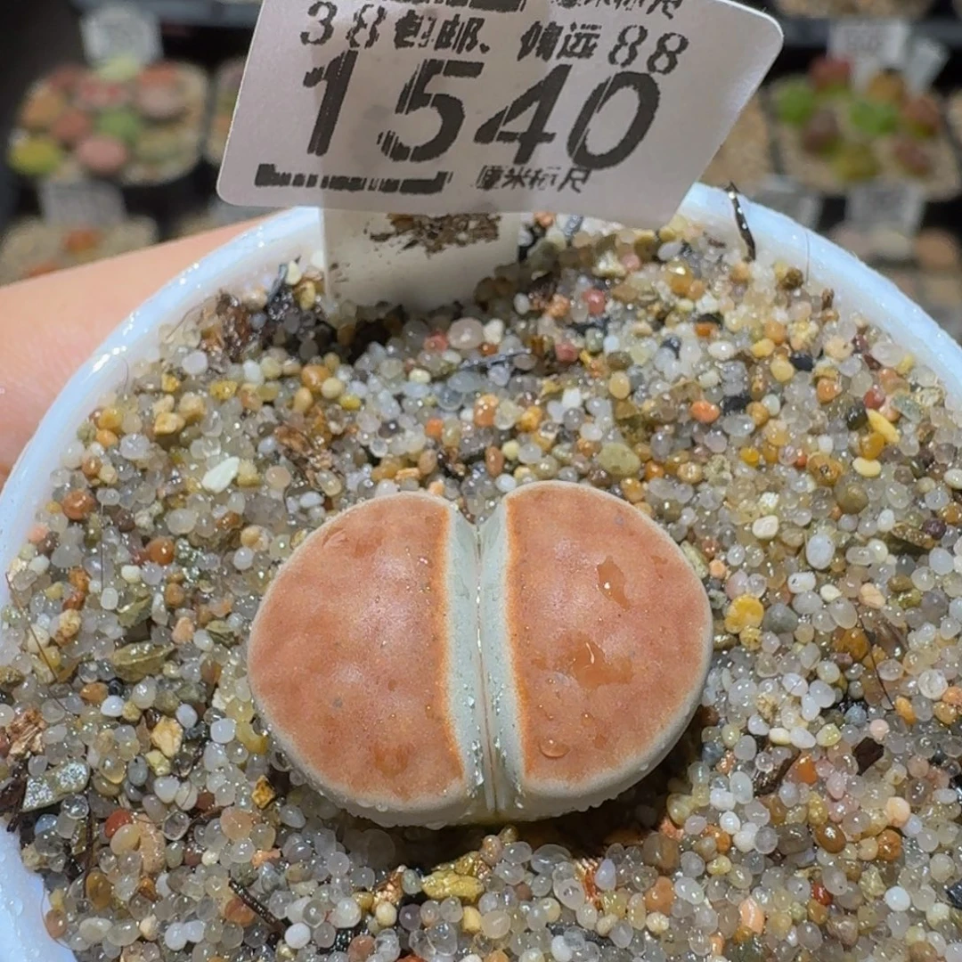 Ssss精品生石花1540