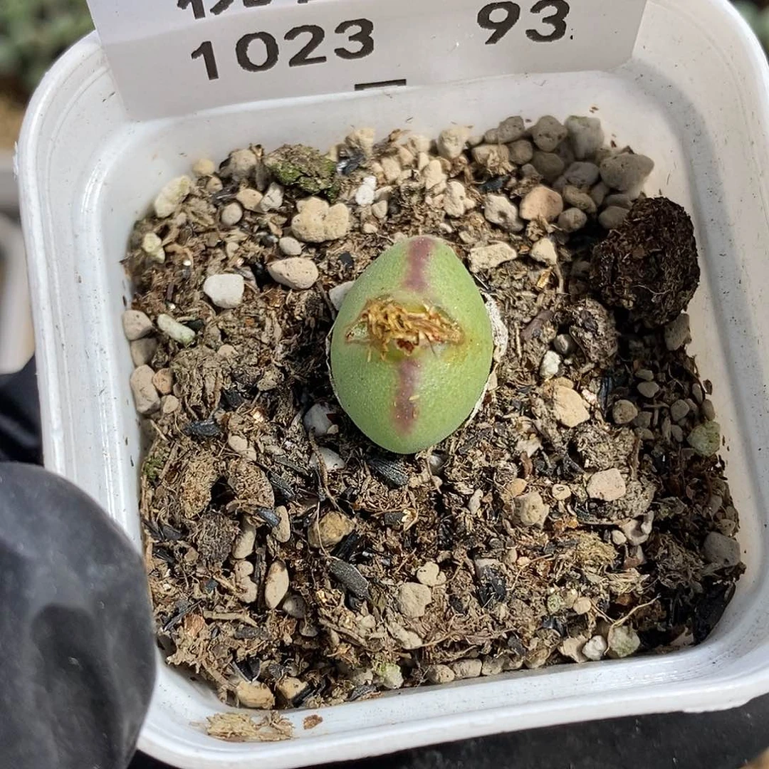 1023-93-将杂有伤特。