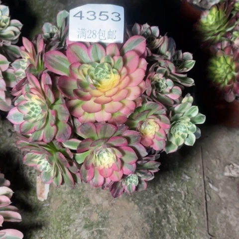 海王多肉的4353多肉