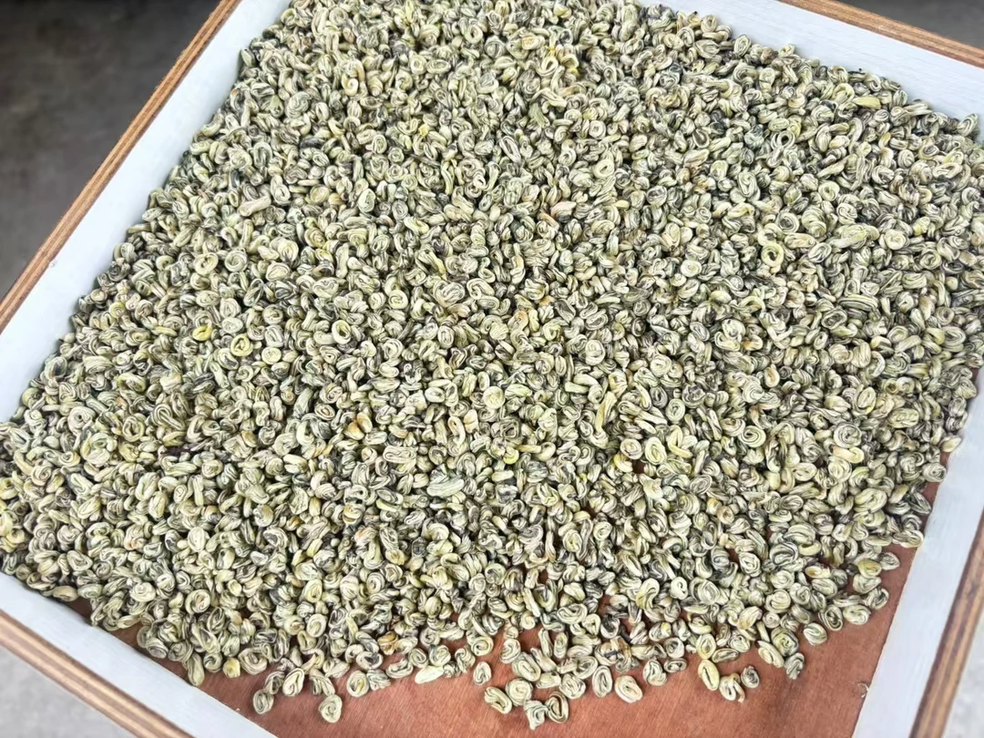 2025新茶 广西茉莉花茶 茉莉白玉螺
