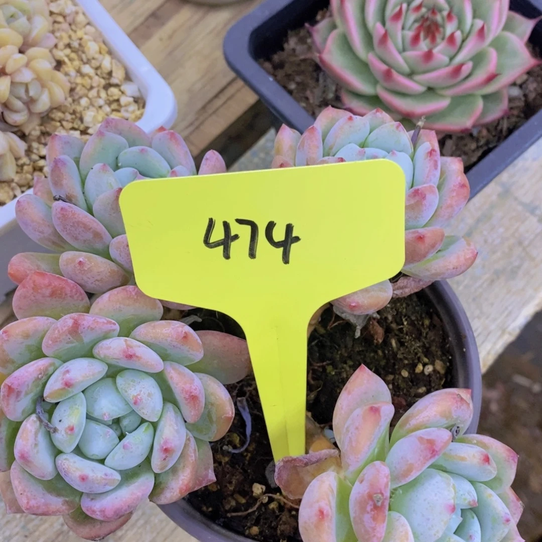 开心多肉破价场，不对比