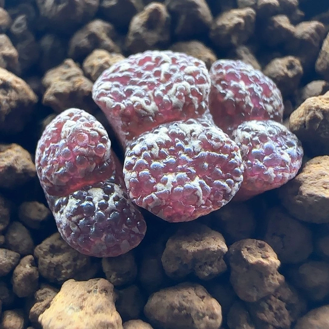 开播福利就是它45781