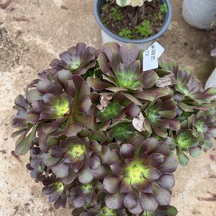 流星雨大丛林多肉植物072