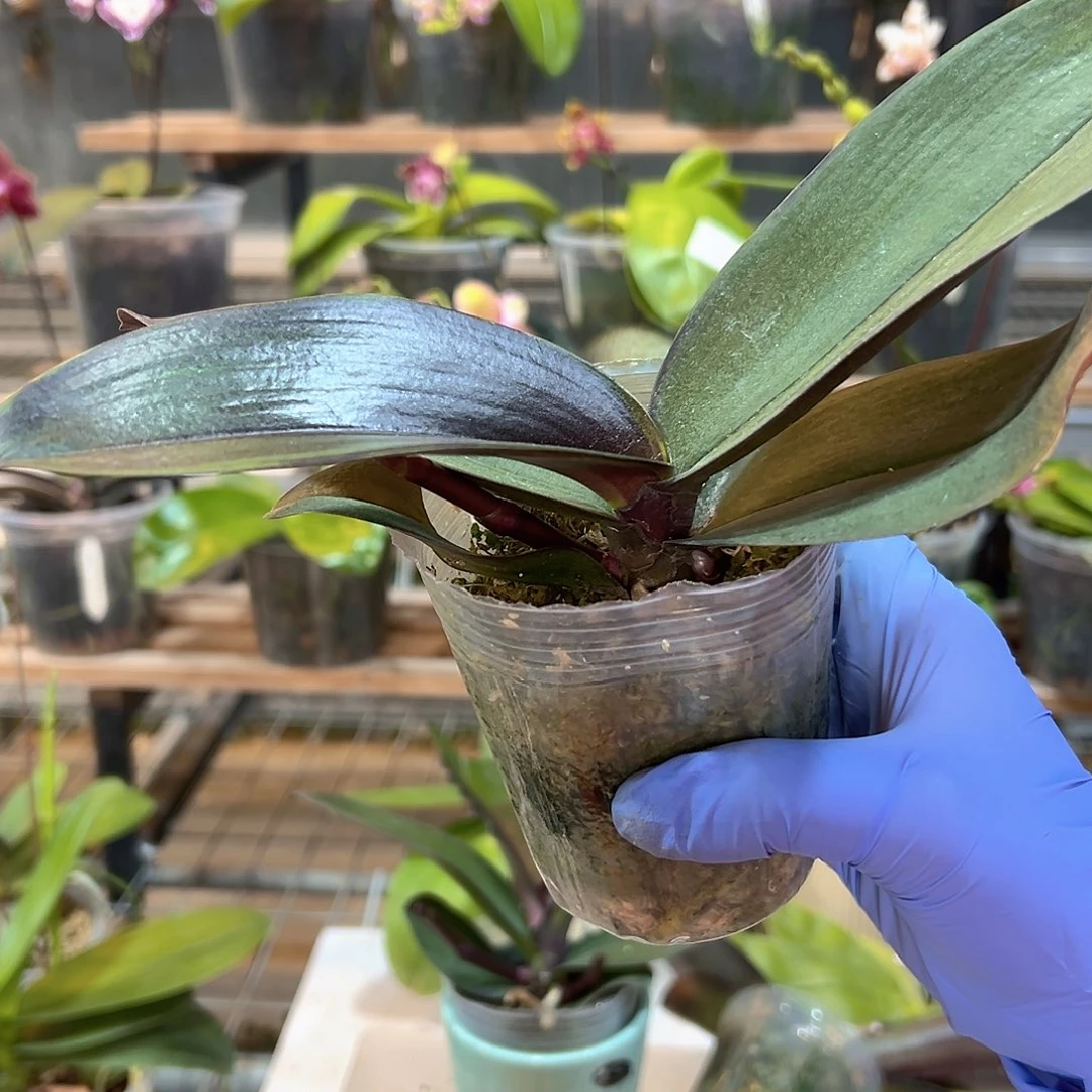 完全开放巫毒1648