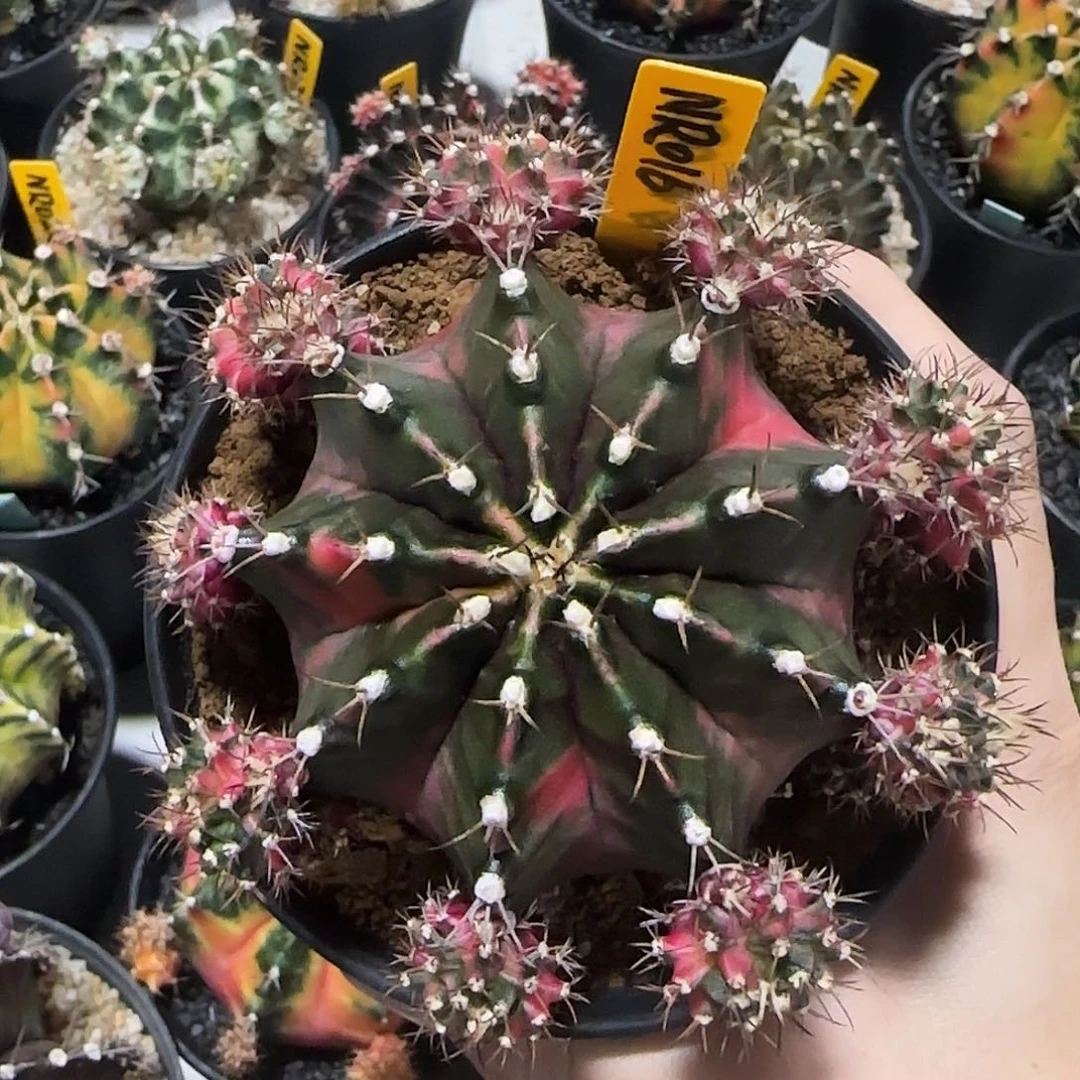 NR016泰国米哈无名