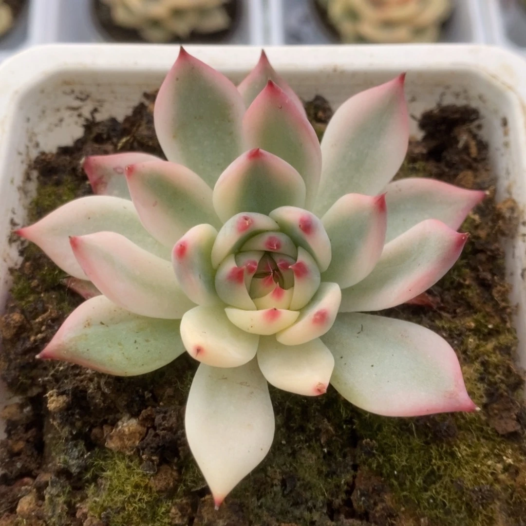261锦锦锦锦锦锦锦锦锦