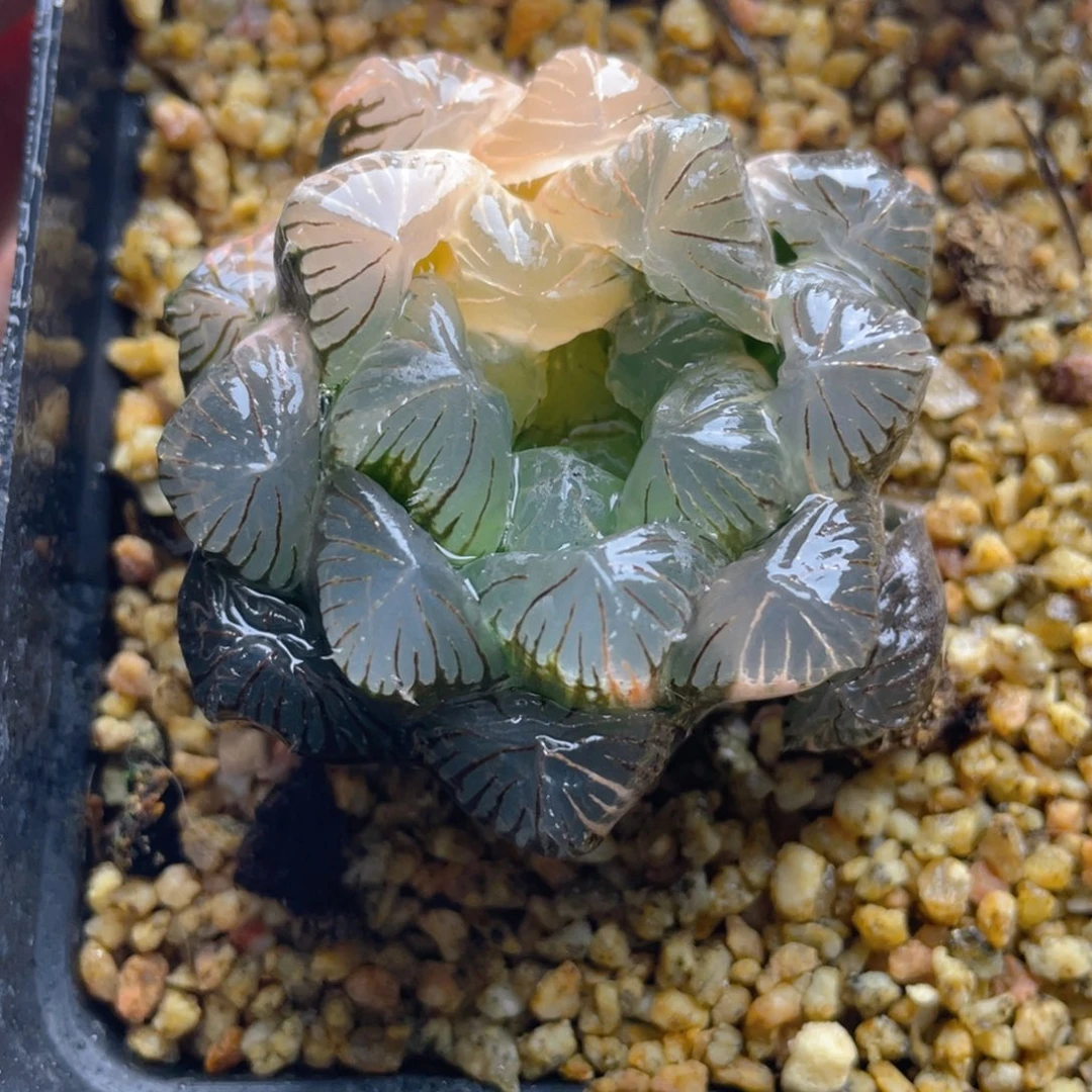 40.十二卷实生玉露锦。
