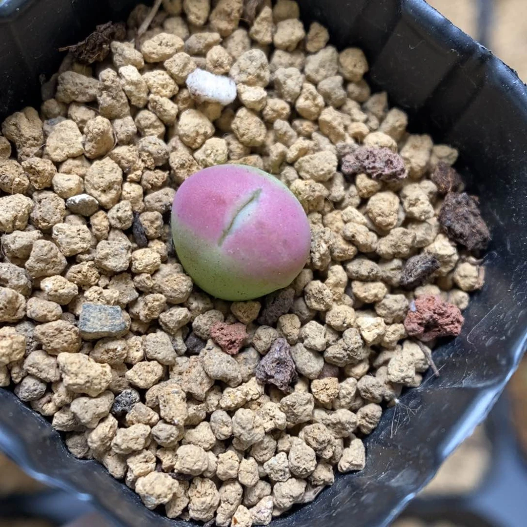 多肉植物肉锥杂交K-3291 嘴杂
