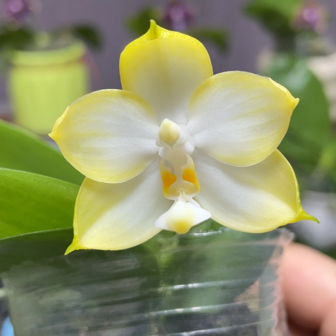 大部分花苞少量开放2.5小清新