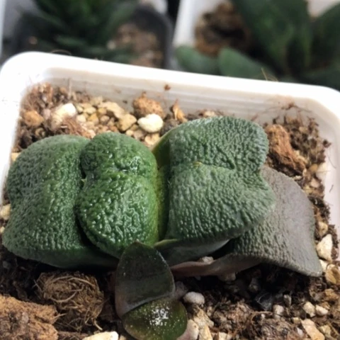 军配蜗牛带盆发货哈哈哈