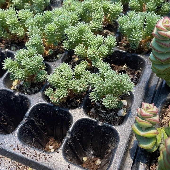 小球松1元带土发