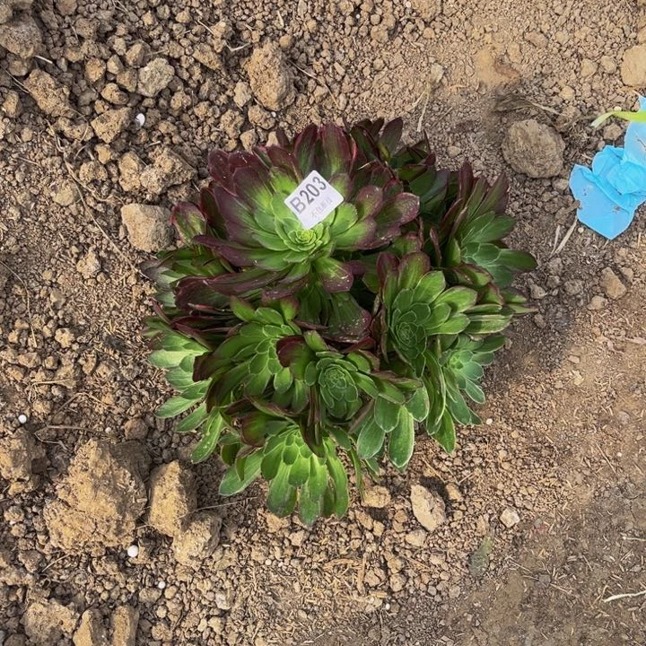 203万花筒量多肉法师不包断枝