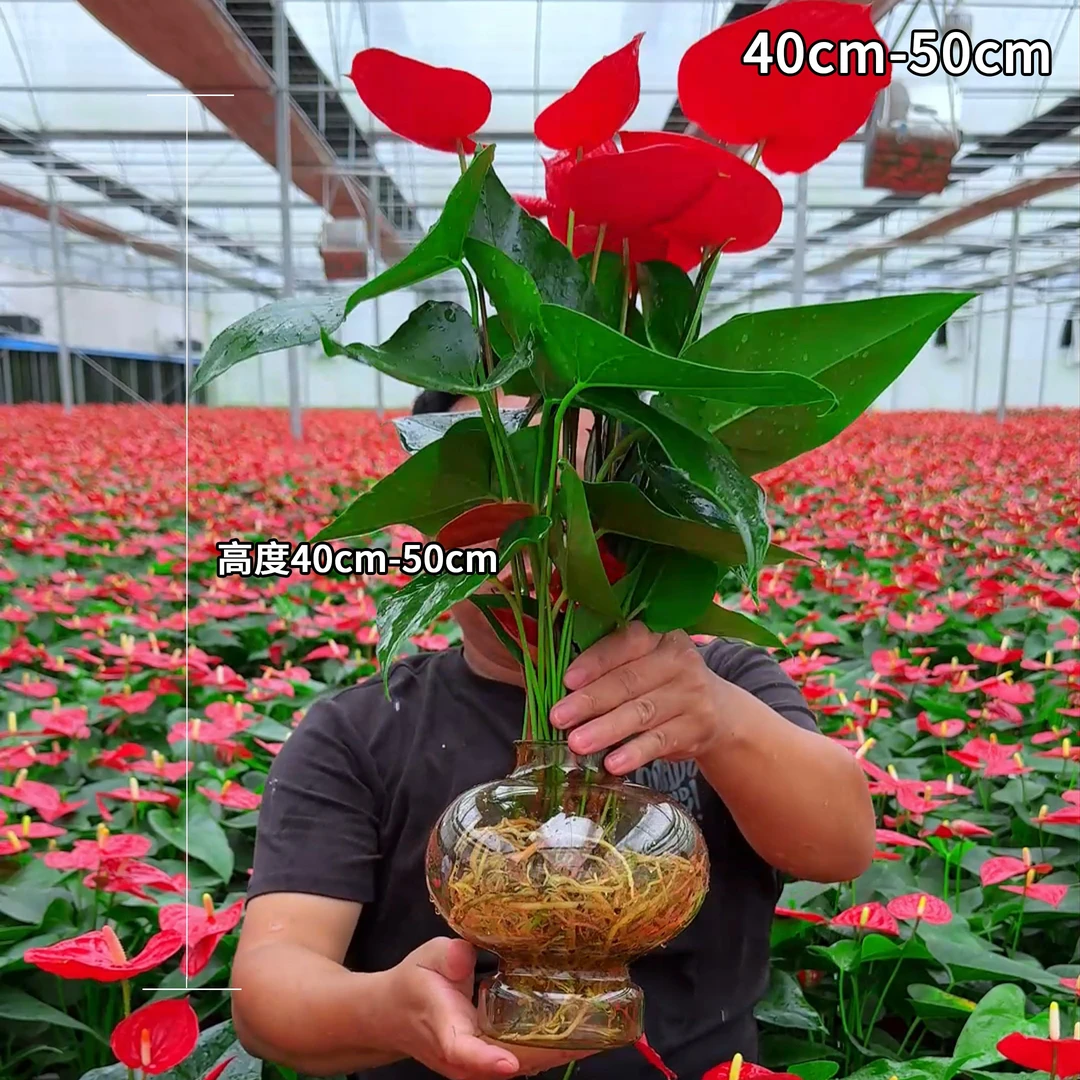 水培红掌室内客厅绿植四季开花好养活净化空气