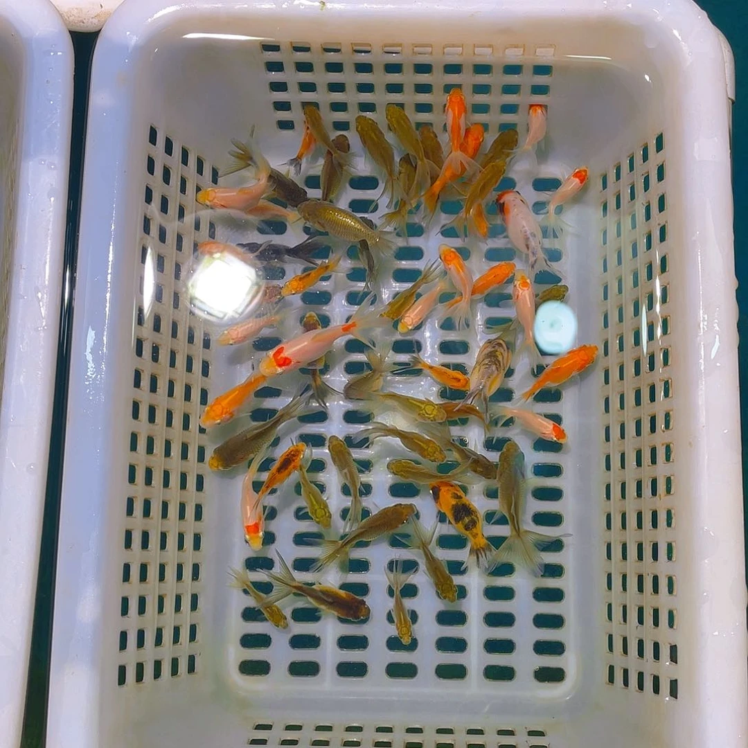 金鱼?****。金鱼宠粉福利开始