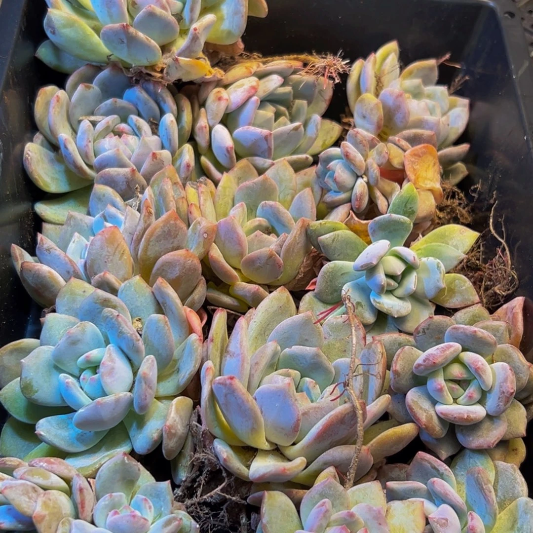462多肉葡萄的价格是哇唧唧吧
