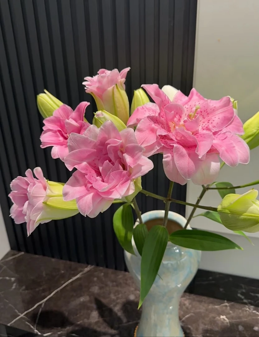 精品 拉菲 香水百合叶子修剪养护颜值开花 拒收不售后