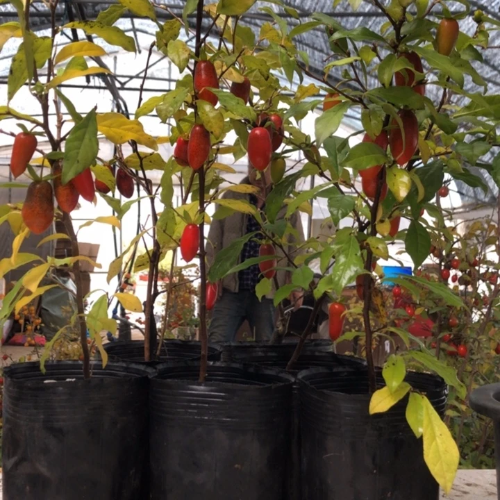 无花朵老鸭四季红